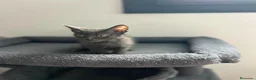 Azul Ruso gatos en venta: Azul ruso  - Anuncio 2