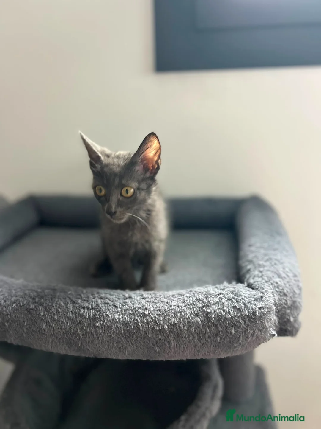 Azul Ruso gatos en venta: Azul ruso  - Anuncio 2