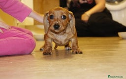 Teckel Miniatura perros en venta: TECKEL MINIATURAS COLOR ROJO  - Imagen 2