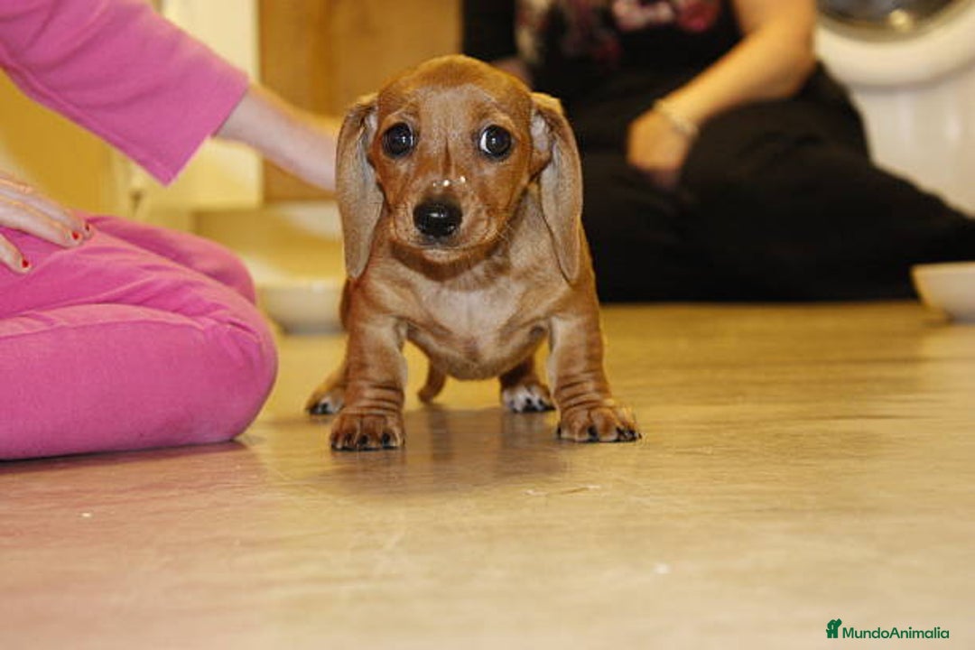 Teckel Miniatura perros en venta: TECKEL MINIATURAS COLOR ROJO  - Imagen 2