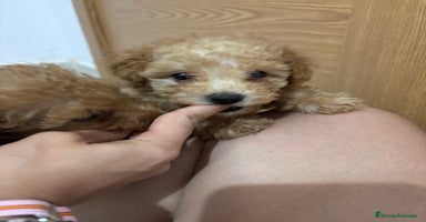 Caniche Toy perros - Anuncio 2