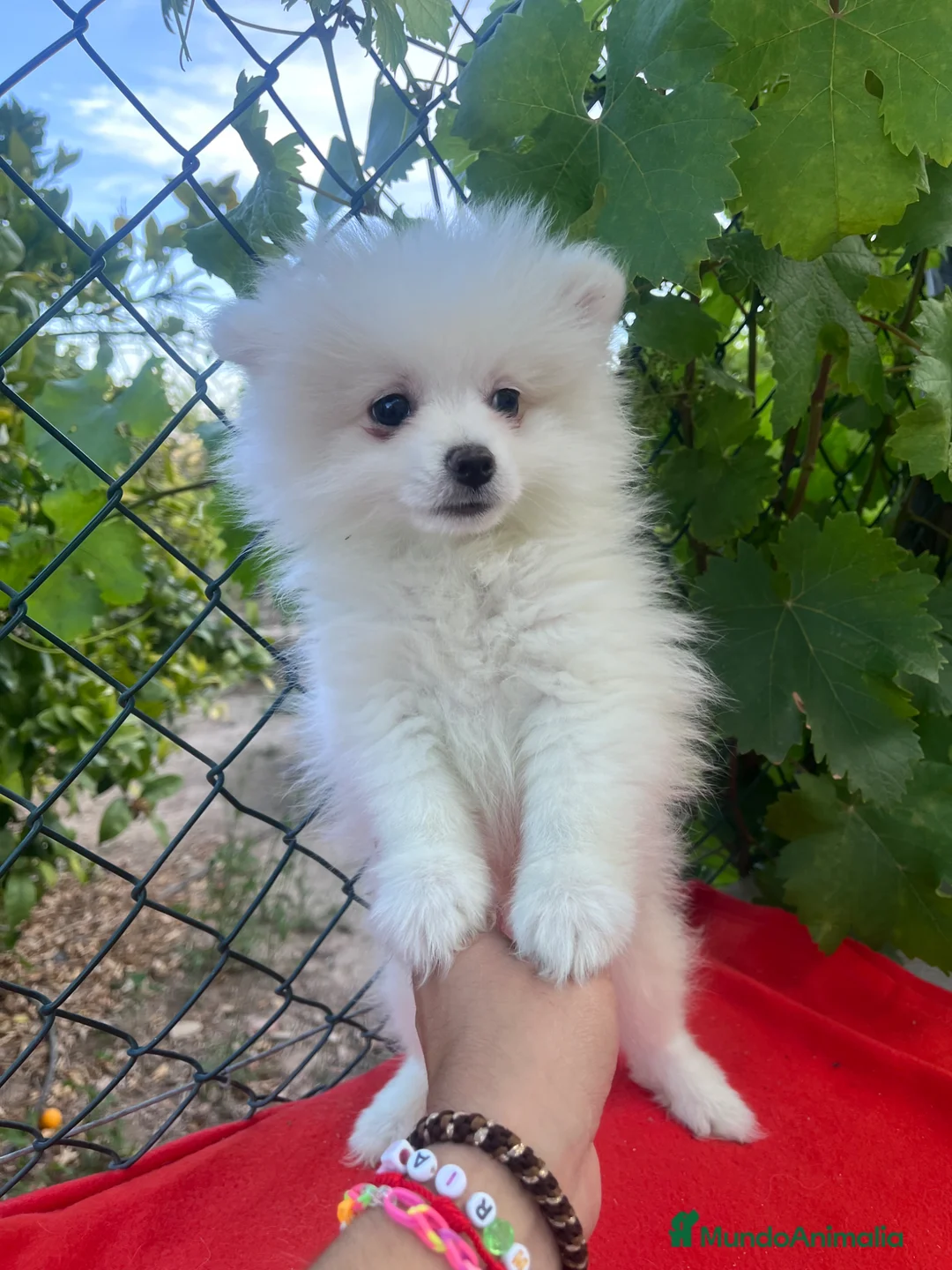 Pomerania perros en venta: PRECIOSO POMERANIA RUSO - Anuncio 2