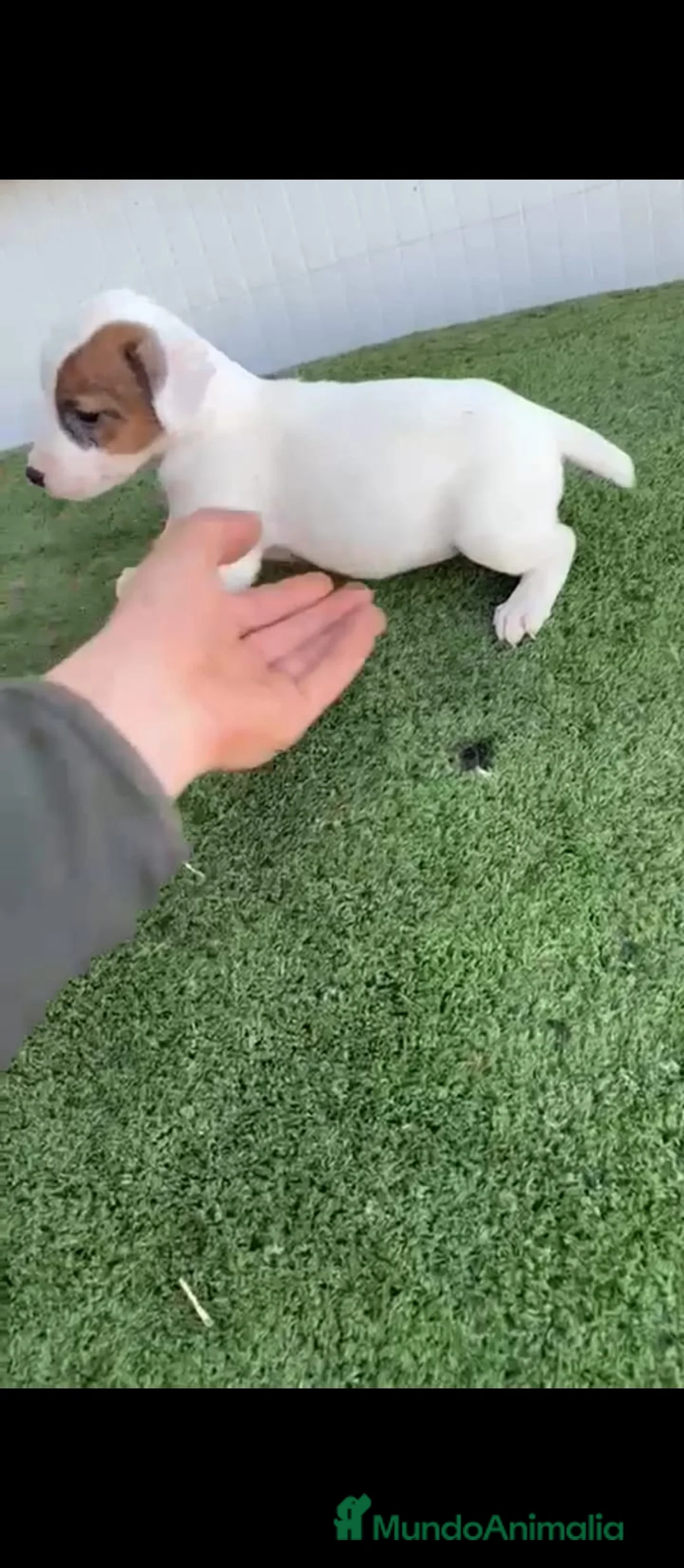 Jack Russell Terrier perros en venta: Jack Russell  - Anuncio 1