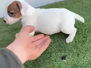 Jack Russell Terrier perros Jack Russell - Anuncio 1