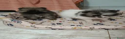 Pomerania perros en venta: Cachorritos de Pomerania Toy - Anuncio 11