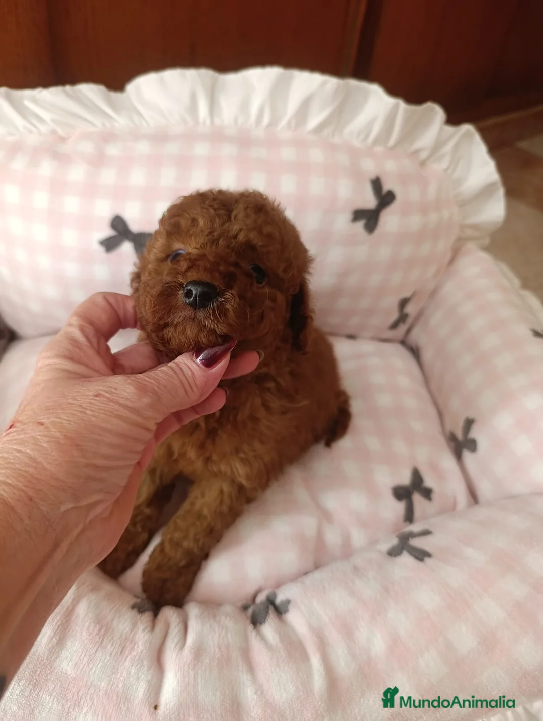 Caniche Toy perros en venta: CANICHE MACHO ROJO EXCLUSIVO  - Anuncio 2