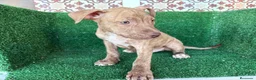 American Pit Bull Terrier perros en venta: pitbull - Anuncio 3