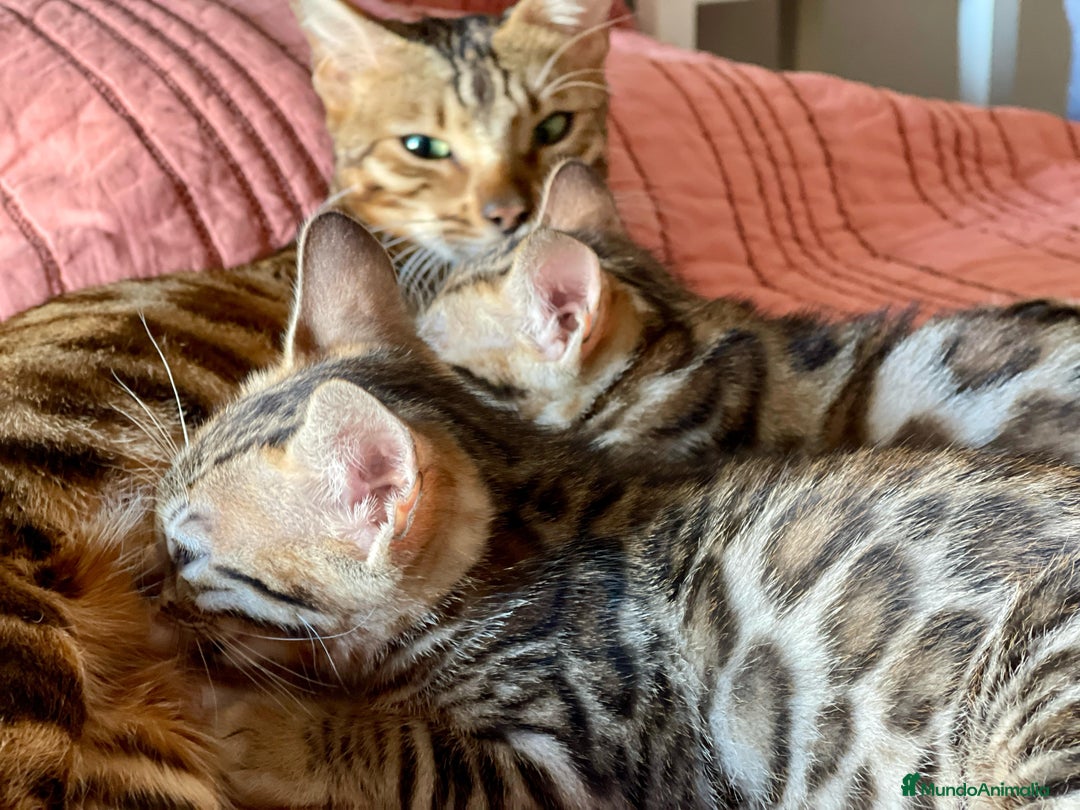 Bengalí gatos en venta: Gatita Bengalí - 3 Meses - Anuncio 2