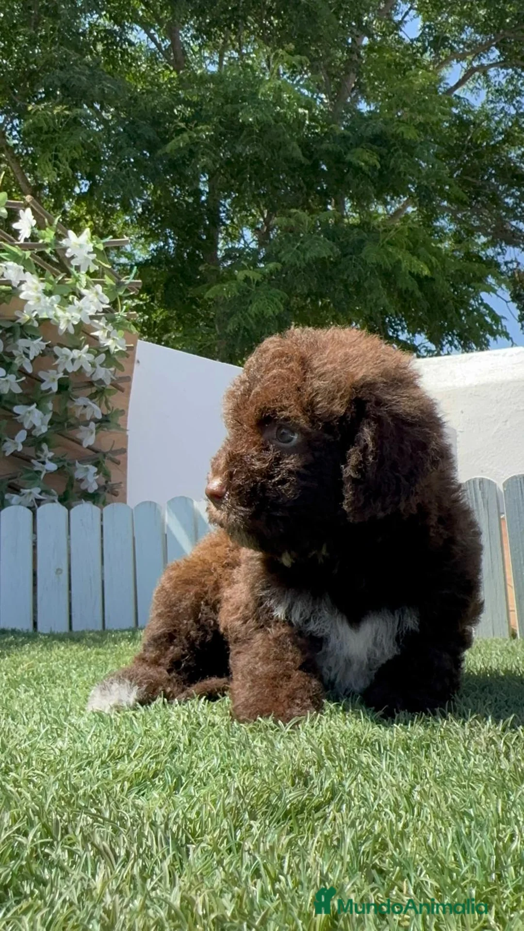 Perro de Agua Español perros en venta: PERRO DE AGUA ESPAÑOL - Anuncio 2