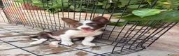 Border Collie perros en venta: Cachorro Border collie  - Anuncio 4