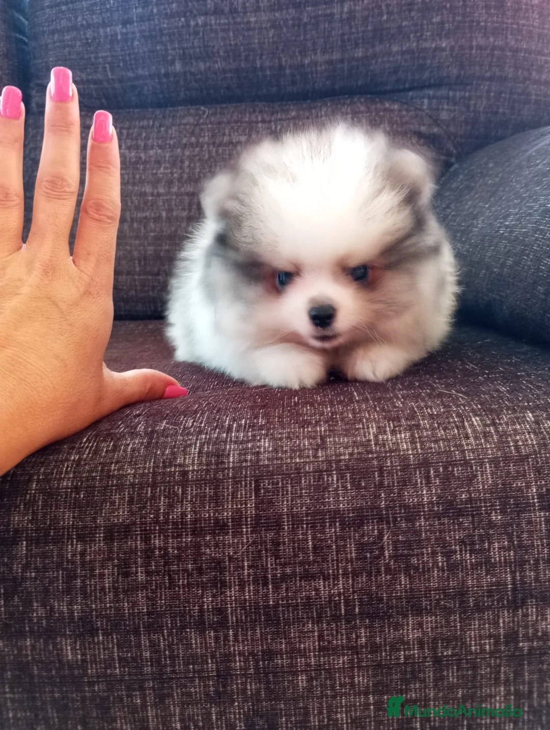 Pomerania perros en venta: Pomerania de Lulú  - Anuncio 2