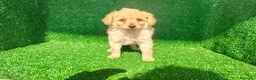 Maltipoo perros en venta: Maltipo  - Anuncio 14