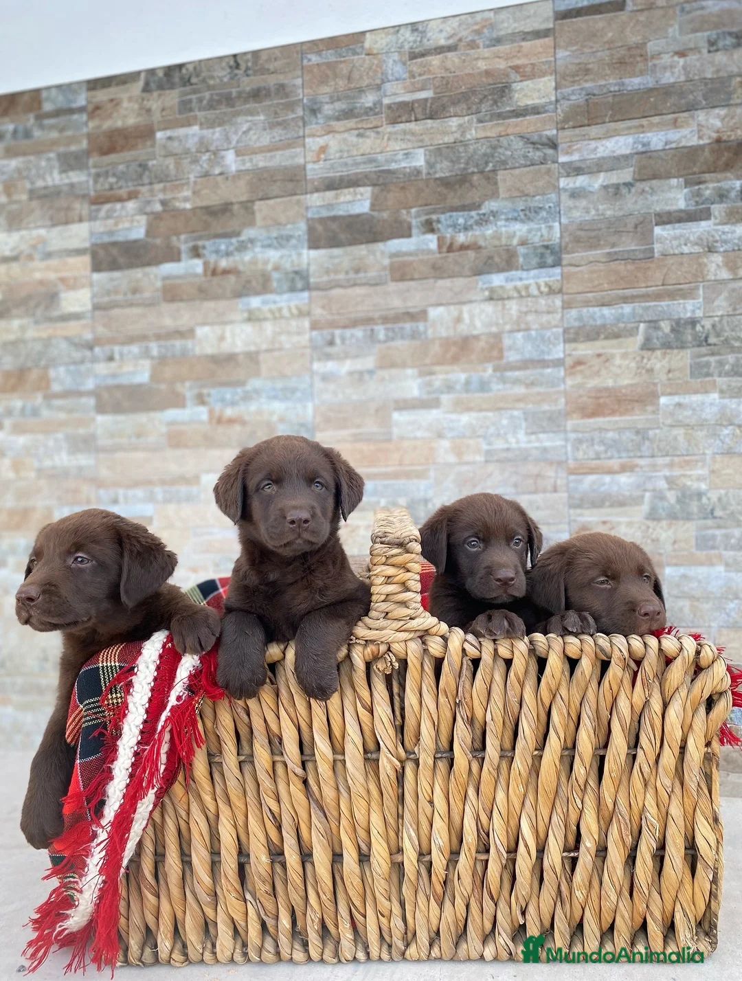 Labrador Retriever perros en venta: Exclusivos cachorros de Labrador Retriever. - Anuncio 2