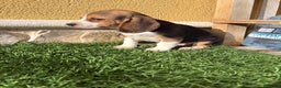 Beagle perros en venta: Beagle cachorro macho línea francesa  - Anuncio 10