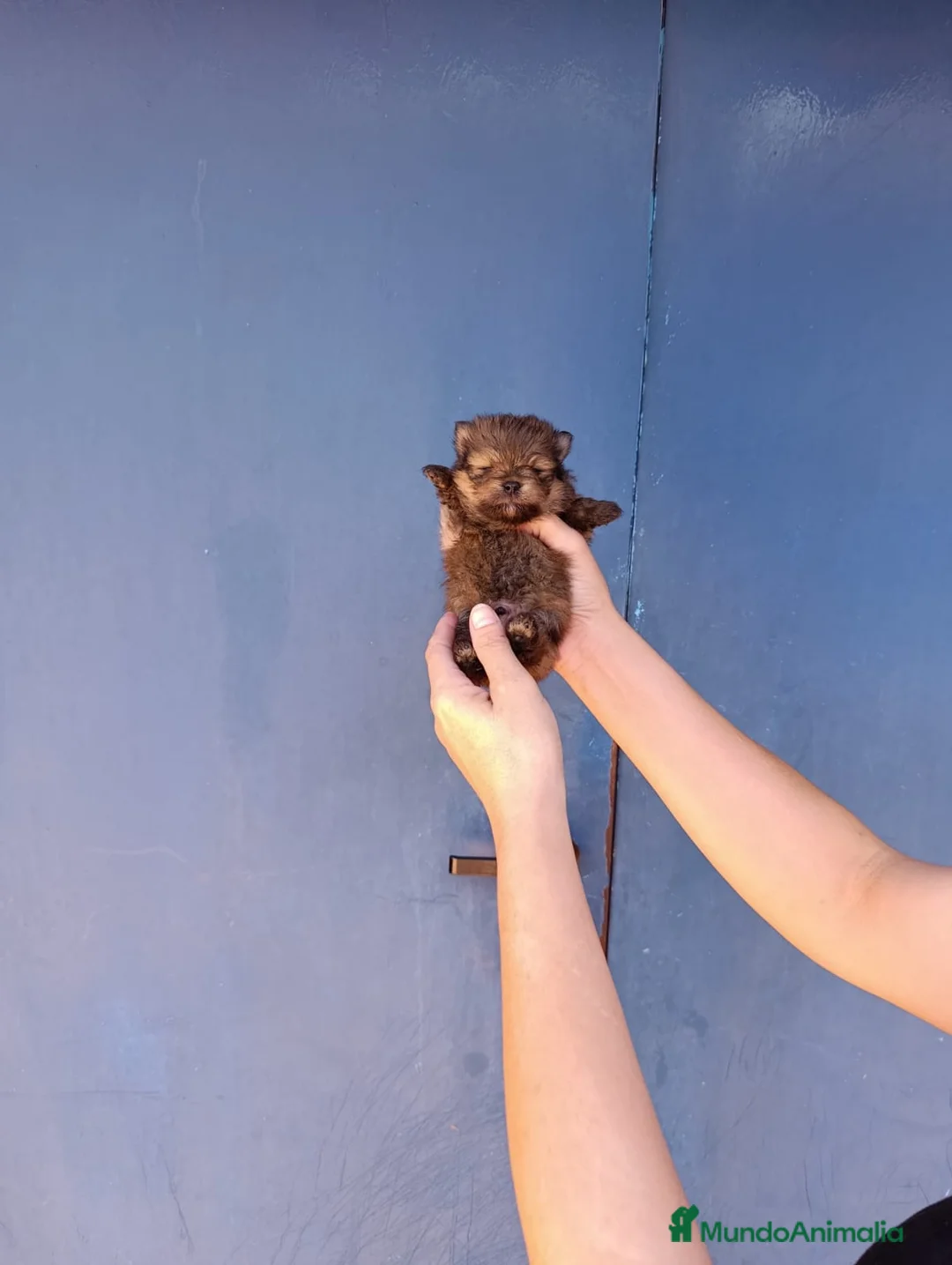 Pomerania perros en venta: Pomerania ositos toy  - Anuncio 1