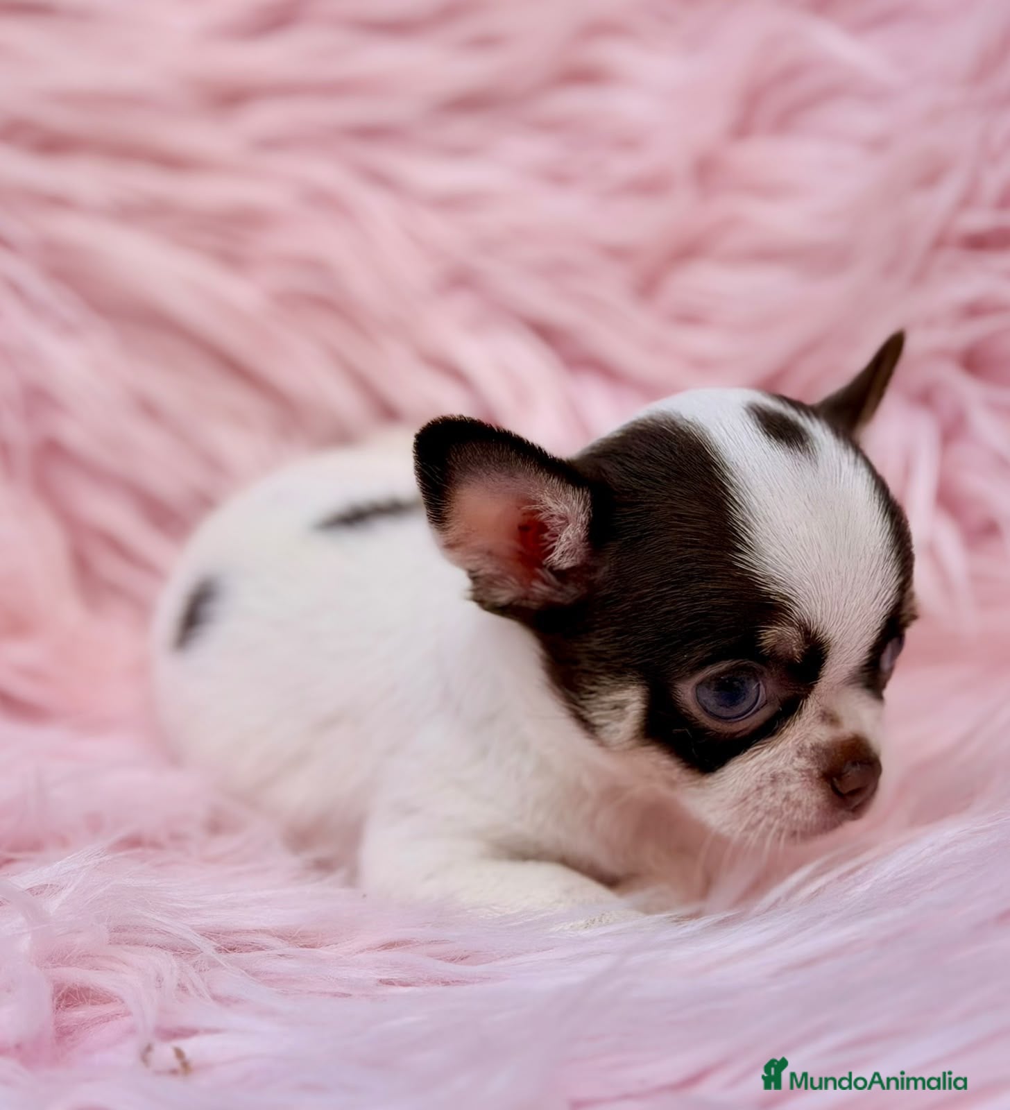 Chihuahua perros Hembra chihuahua 🐾 - Anuncio 3