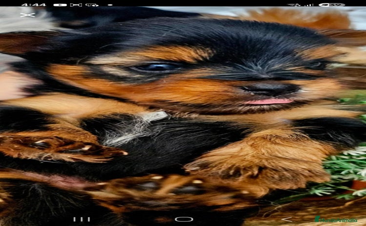 Yorkshire Terrier perros - Anuncio 1