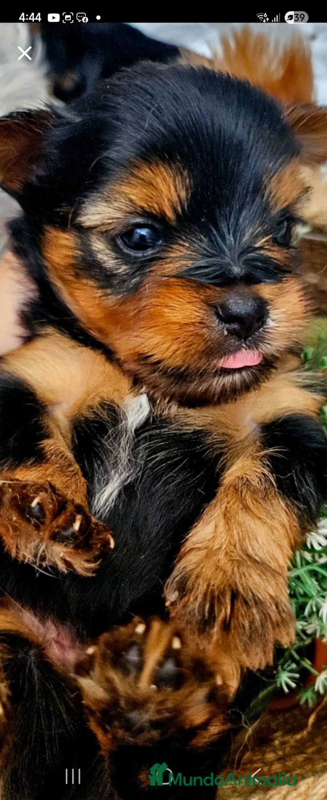 Yorkshire Terrier perros en venta: YORKSHIRE TOY CALIDAD Y SELECCIÓN  - Imagen 1