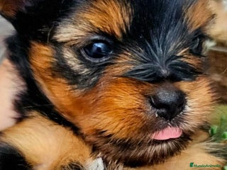 Yorkshire Terrier perros - Anuncio 2