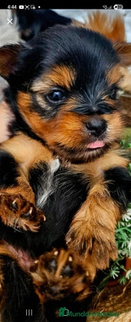 Yorkshire Terrier perros - Anuncio 2