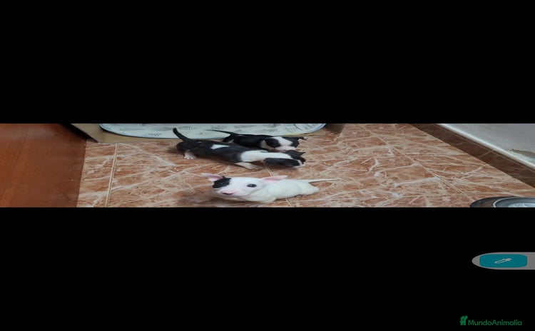 Bull Terrier perros Bullterrier mini - Anuncio 1