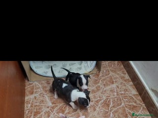 Bull Terrier perros Bullterrier mini - Anuncio 1