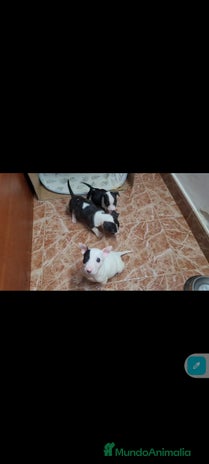 Bull Terrier perros Bullterrier mini - Anuncio 2