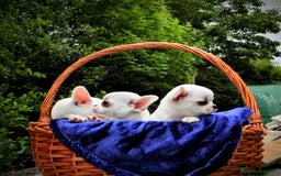 Chihuahua perros en venta: Chihuahuas toy cabeza de manzana - Imagen 13