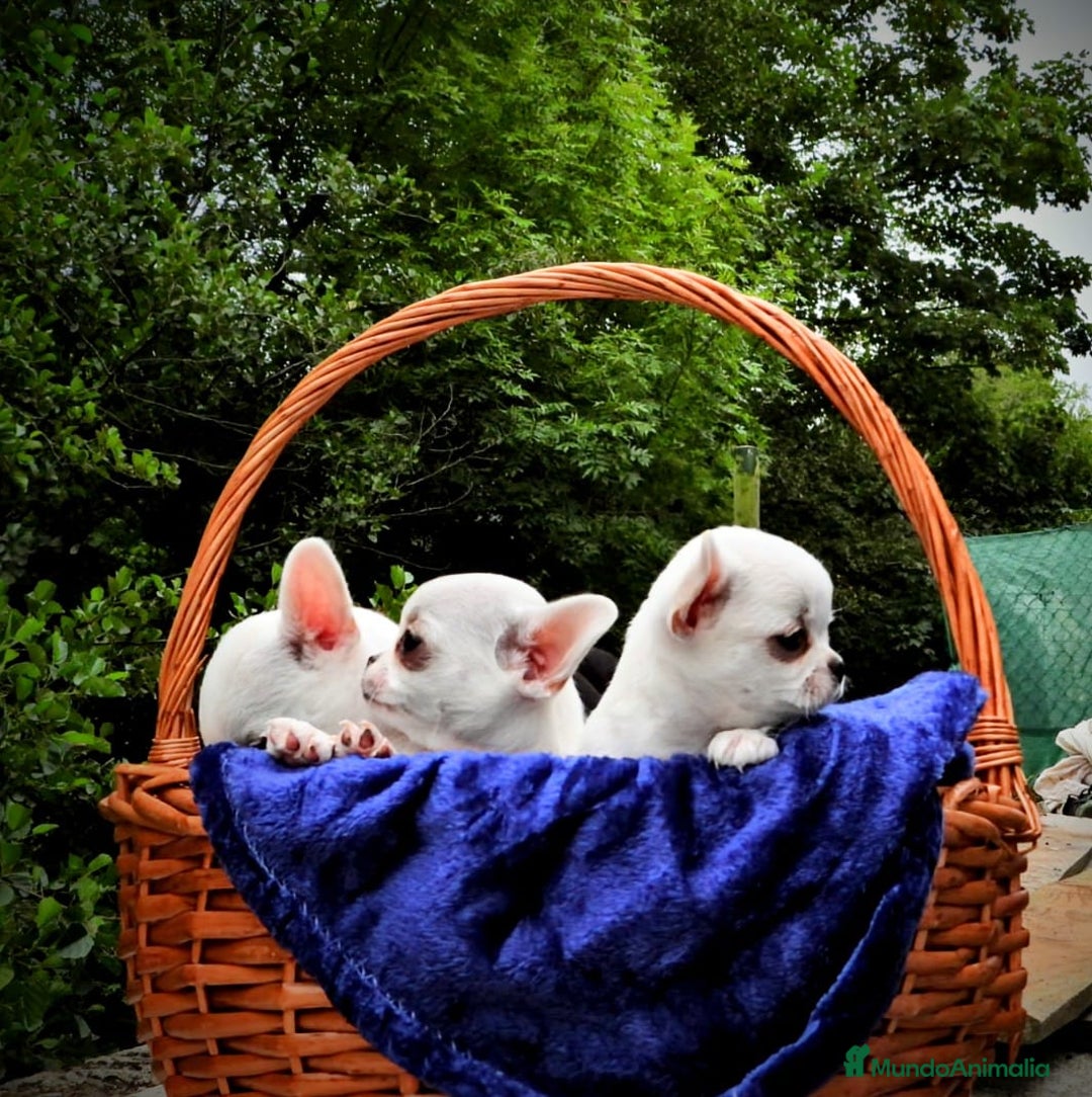 Chihuahua perros en venta: Chihuahuas toy cabeza de manzana - Imagen 13