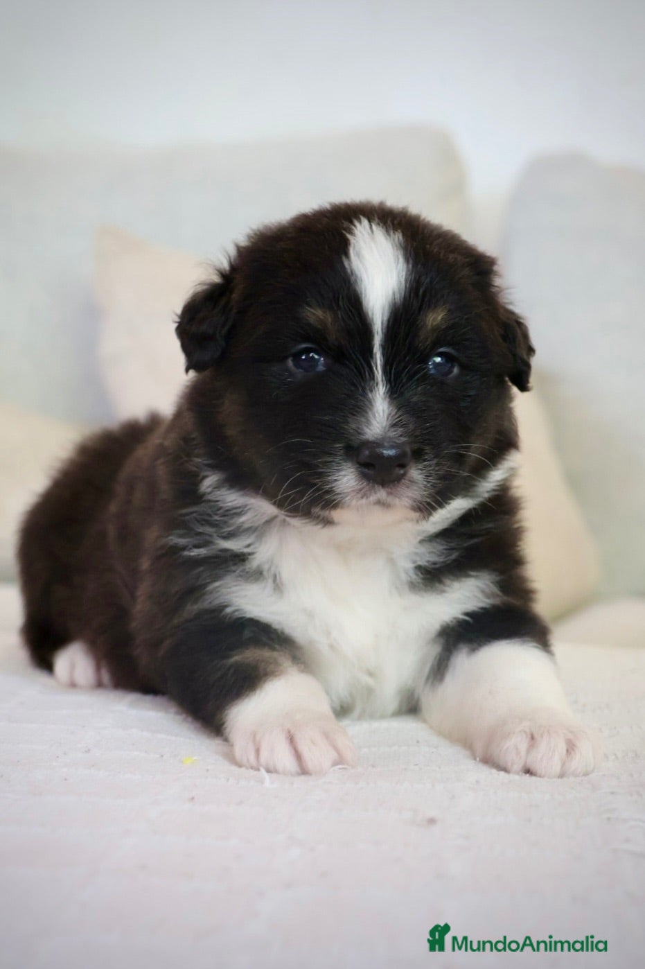 Pastor Australiano perros Aussie con garantias, pedigree, de cria familiar - Anuncio 2