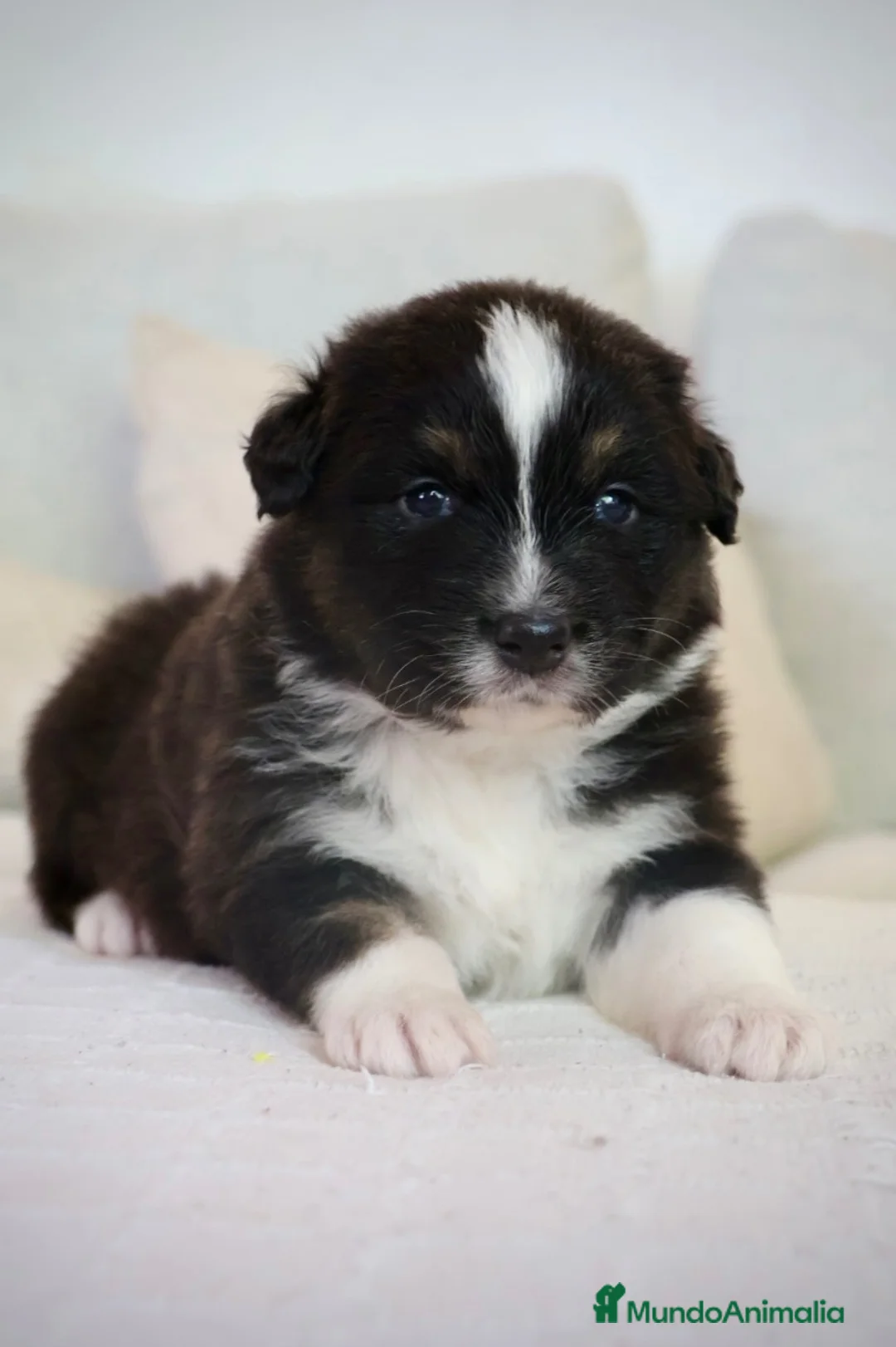 Pastor Australiano perros en venta: Aussie con garantias, pedigree, de cria familiar - Anuncio 2