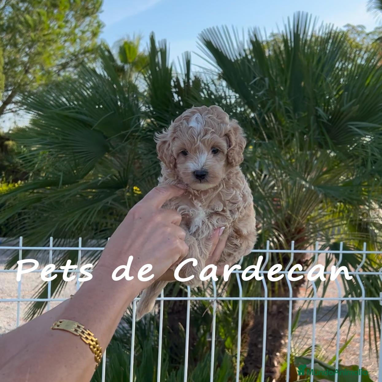 Maltipoo perros MALTIPOO APRICOT MACHO - Anuncio 1