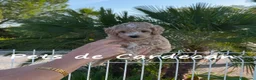 Maltipoo perros en venta: MALTIPOO APRICOT MACHO - Anuncio 1