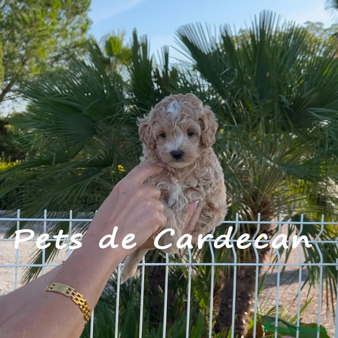 Maltipoo perros en venta: MALTIPOO APRICOT MACHO - Anuncio 1