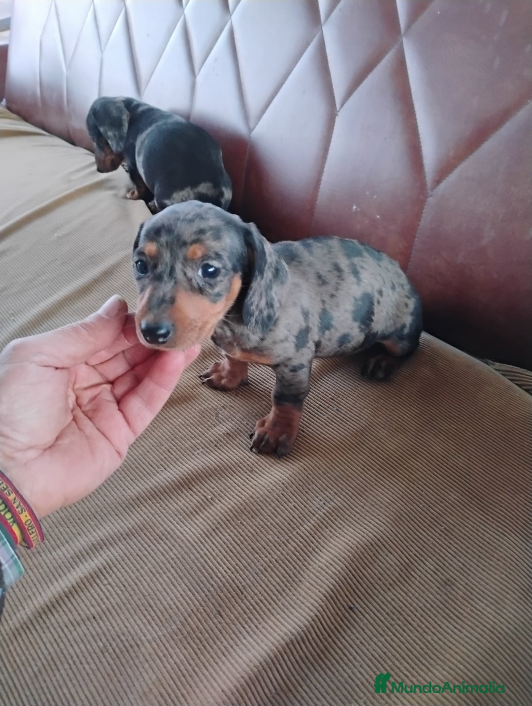 Teckel Miniatura perros en venta: Cachorrita teckel arlequín plata miniatura  - Anuncio 1