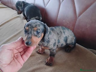 Teckel Miniatura perros Cachorrita teckel arlequín plata miniatura - Anuncio 31