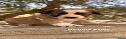 Border Collie perros en venta: BORDER COLLIE DE VILLA BIZNAGA - Anuncio 23