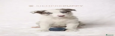 Border Collie 1