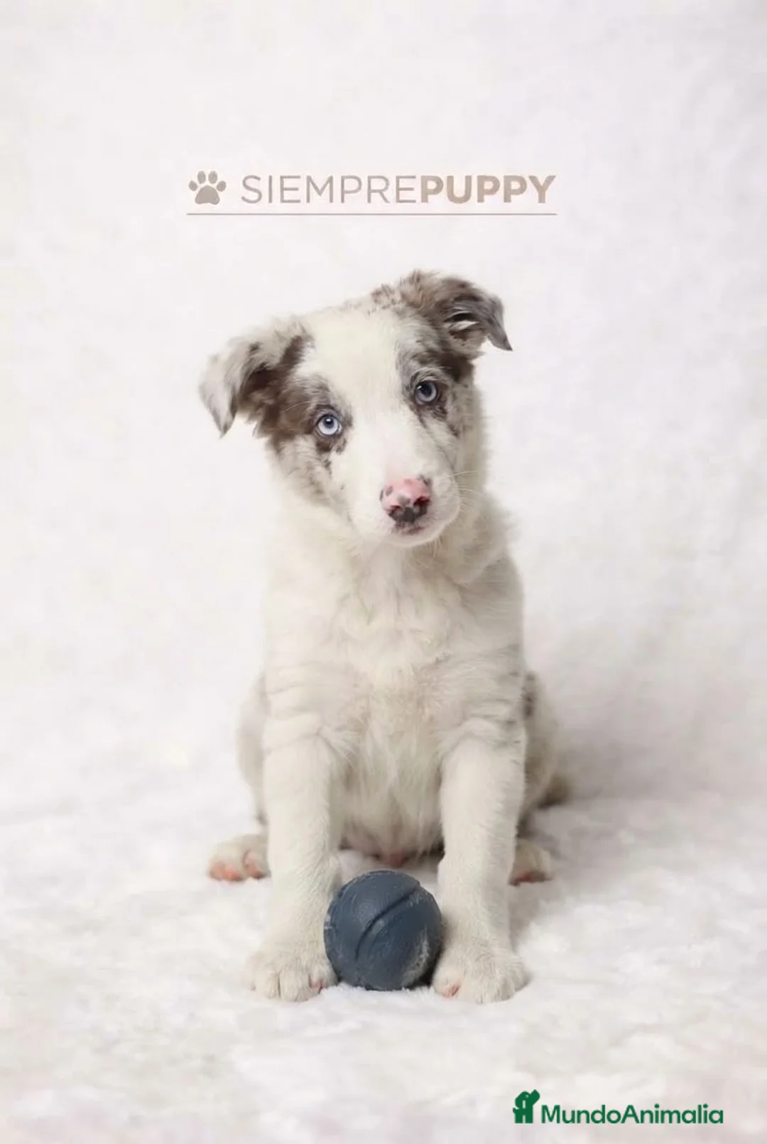 Border Collie perros en venta: BORDER COLLIE RED MERLE CACHORRO - Anuncio 2