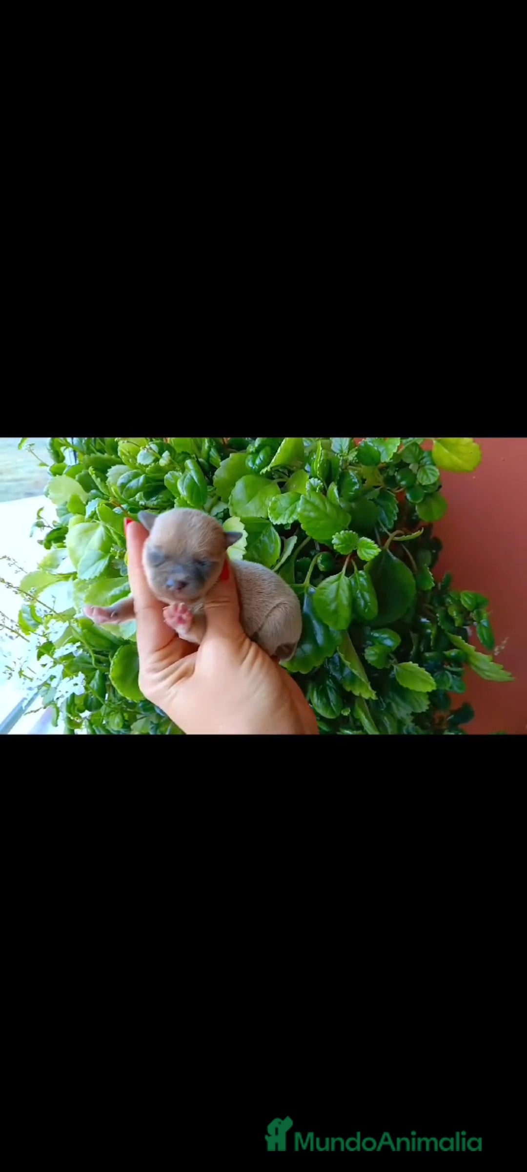 Chihuahua perros en venta: Chihuahua toy  - Imagen 1