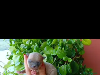 Chihuahua perros Chihuahua toy - Anuncio 31