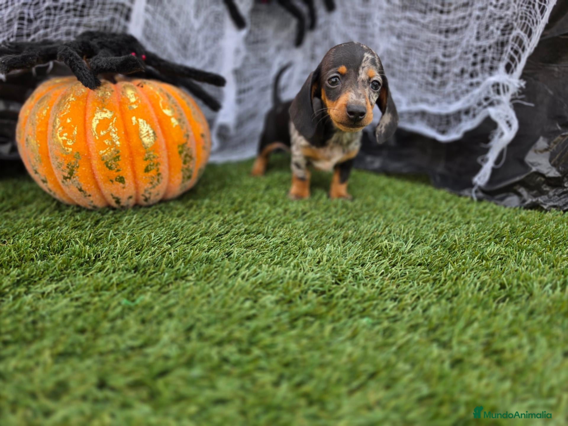 Teckel Miniatura perros en venta: TECKEL MINI & KANNICHEN - Anuncio 1