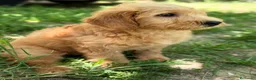 Labradoodle perros en venta: LABRADOODLE  - Anuncio 3