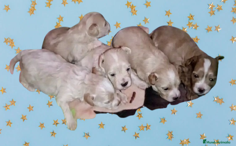 Maltipoo perros - Anuncio 4