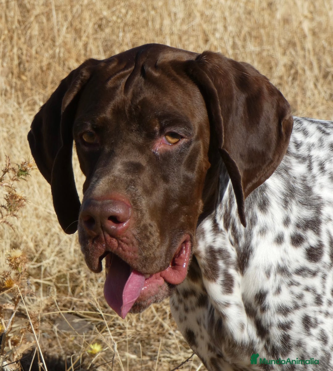 Imagen de galería {{count}}