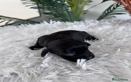 Cocker Spaniel Inglés perros en venta: COCKER MACHO - Imagen 3