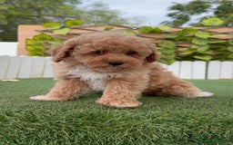 Caniche Toy perros en venta: CANICHE TOY MACHO  - Imagen 8