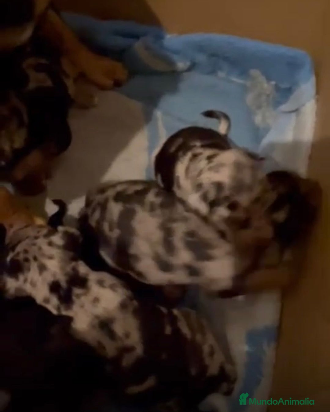 Pinscher Miniatura perros en venta: Pinscher miniatura  - Anuncio 8