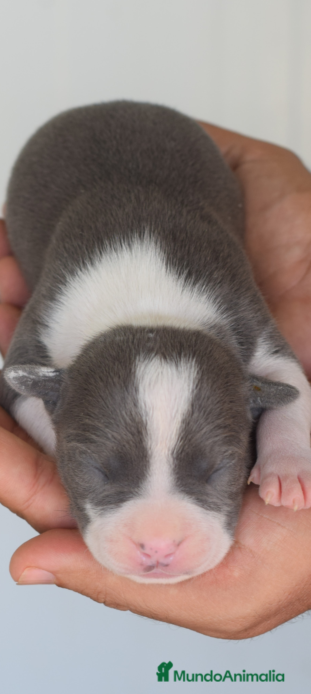 American Staffordshire-Terrier perros en venta: Pedigree American Staffordshire terrier  - Imagen 2