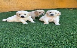 Golden Retriever perros en venta: GOLDEN RETRIEVER  - Imagen 7